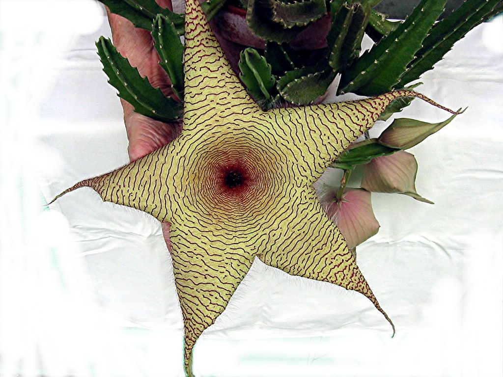 strip mall in crawford hairy starfish flower
